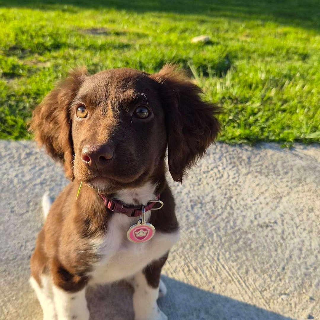 Stella a rejoint le concours — aidez-le/la à gagner de superbes lots ! puppy, dog, brown, white, grass, outdoor, sunlight, concrete, collar, pet, cute, animal, young, sitting, playful, nature, ears, eyes, shadow, tag