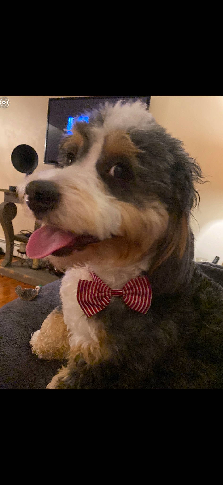 Bernie joined the competition — help win amazing prizes! canidae, carnivore, collar, companion_dog, dog, dog_breed, dog_clothes, dog_collar, dog_supply, fur, giant_dog_breed, natural_material, non_sporting_group, pet_supply, snout, sporting_group, terrier, tongue, toy_dog, working_animal