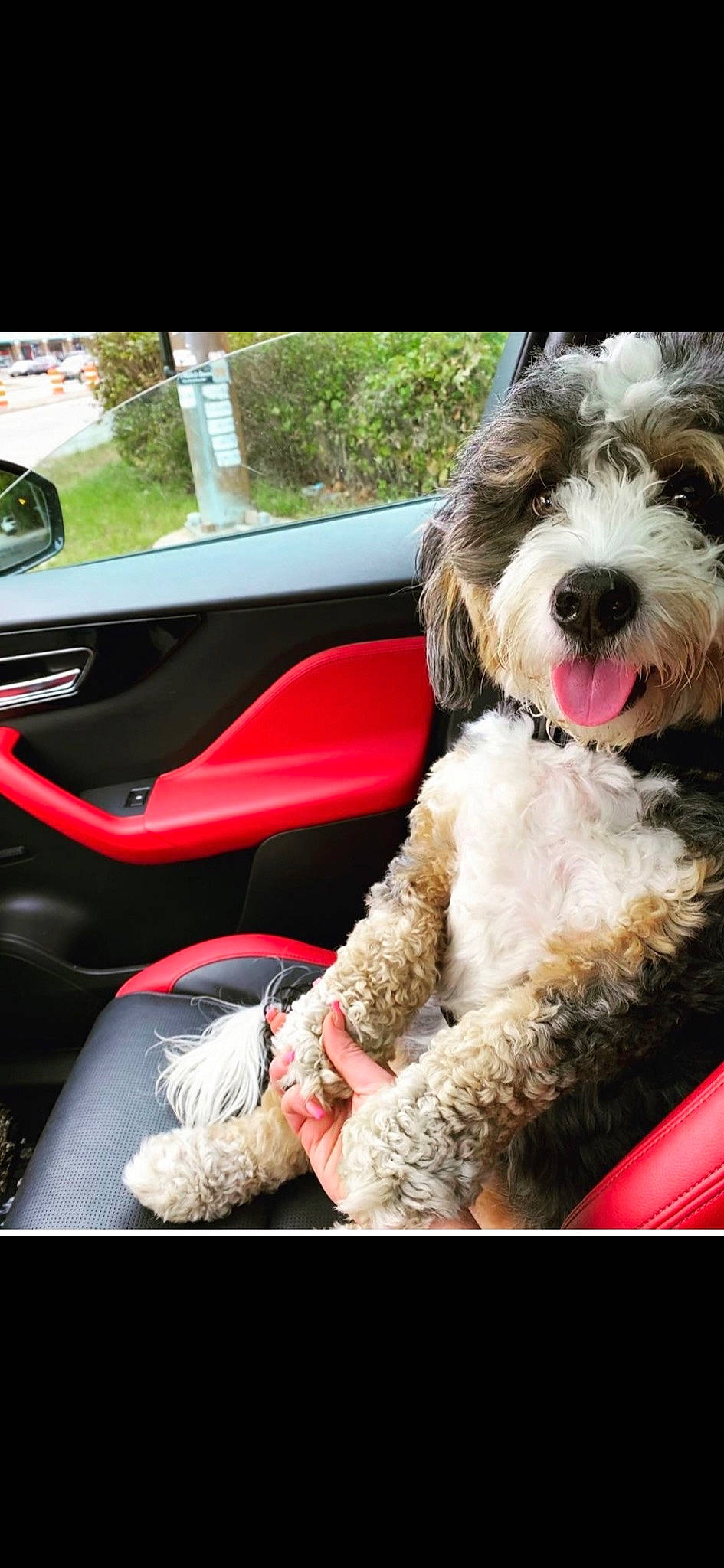 Bernie is registered to the contest to win money with this photo: automotive_window_part, canidae, car_seat, car_seat_cover, carnivore, companion_dog, dog, dog_breed, head_restraint, hunting_dog, snout, sporting_group, steering_part, steering_wheel, terrier, tongue, toy_dog, vehicle_door, vertebrate, working_animal