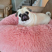 Leo is registered to the contest to win money with this photo: dog, pug, pet, cute, fluffy_bed, pink_bed, dog_bed, sofa, couch, living_room, staircase, stairs, home_interior, fur, portrait, looking_at_camera, wrinkled_face, small_dog, cozy, relaxed