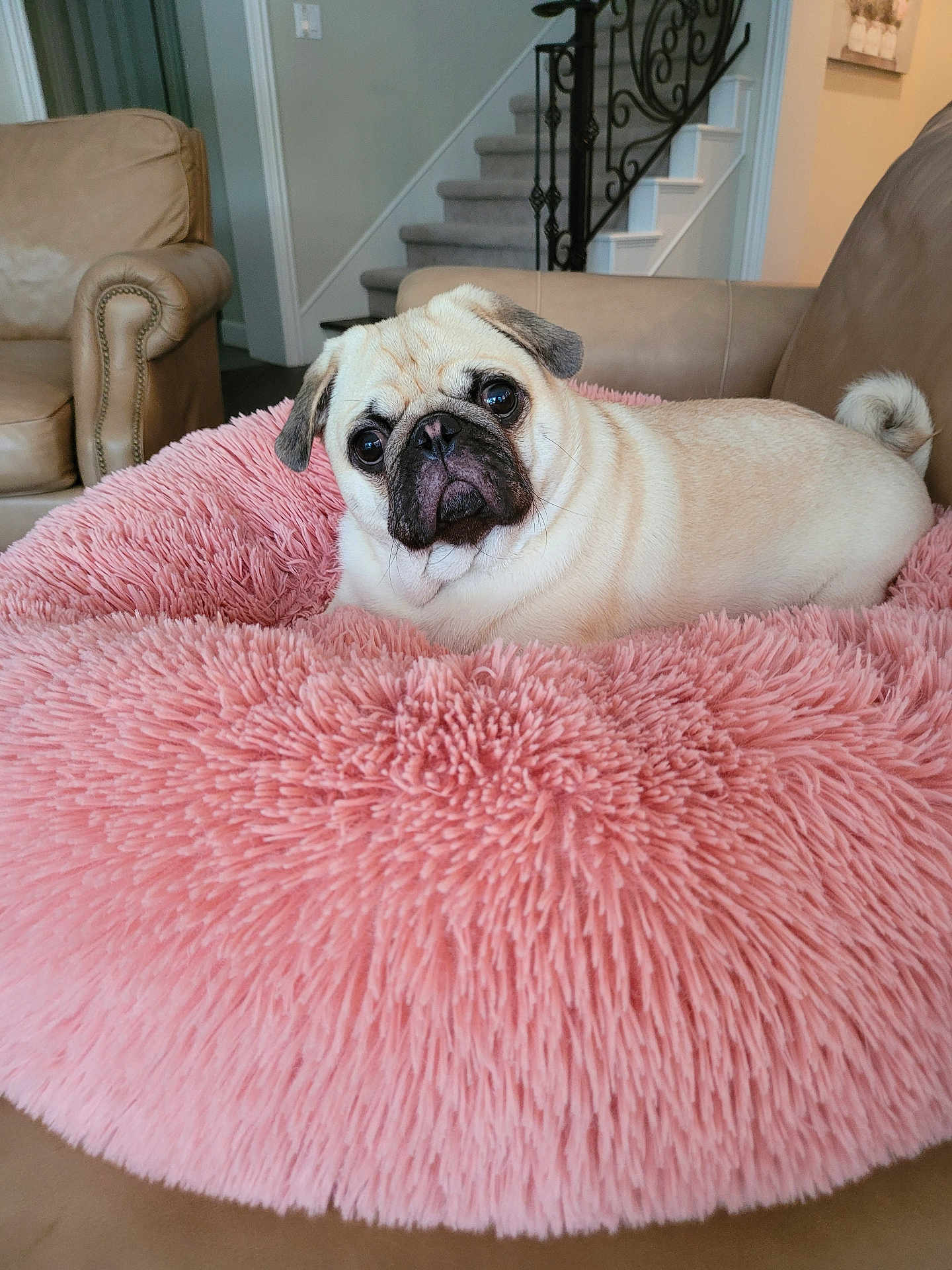 Leo is registered to the contest to win money with this photo: dog, pug, pet, cute, fluffy_bed, pink_bed, dog_bed, sofa, couch, living_room, staircase, stairs, home_interior, fur, portrait, looking_at_camera, wrinkled_face, small_dog, cozy, relaxed