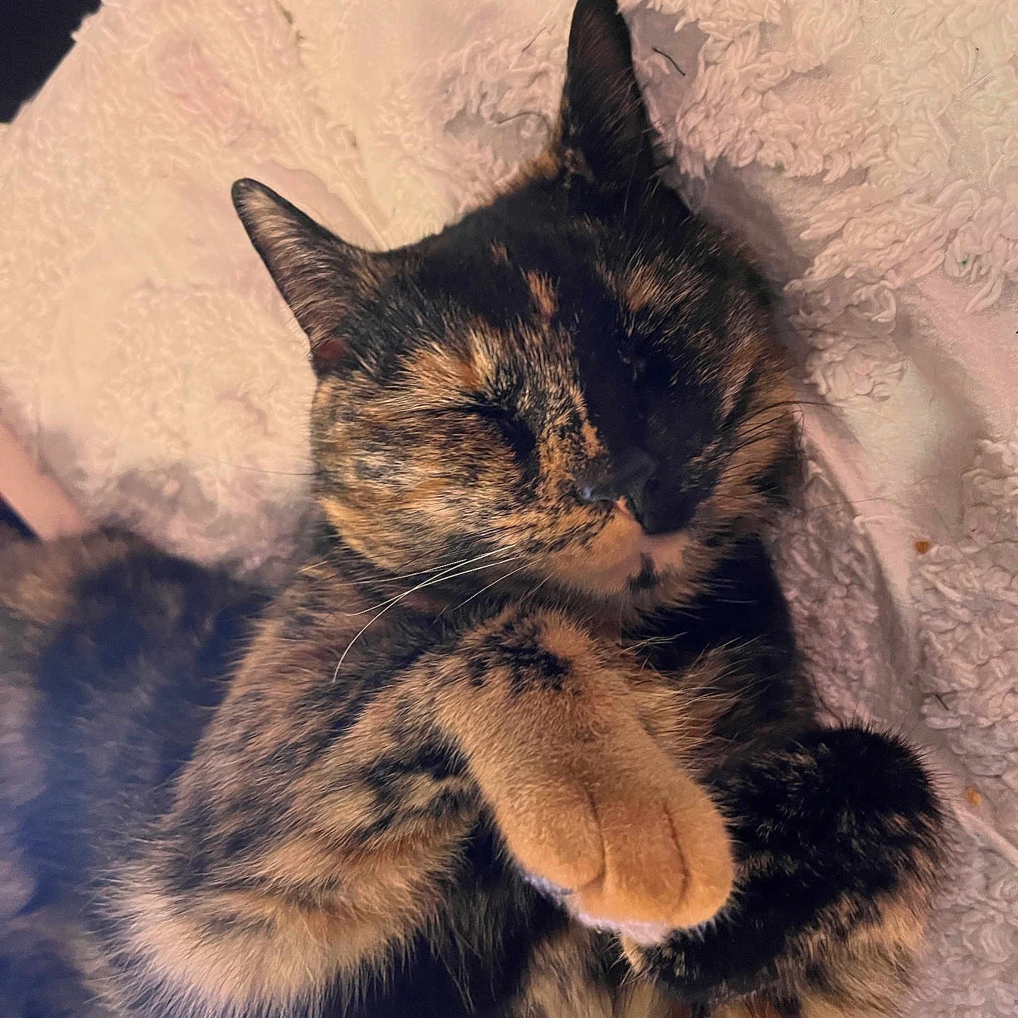 Callie