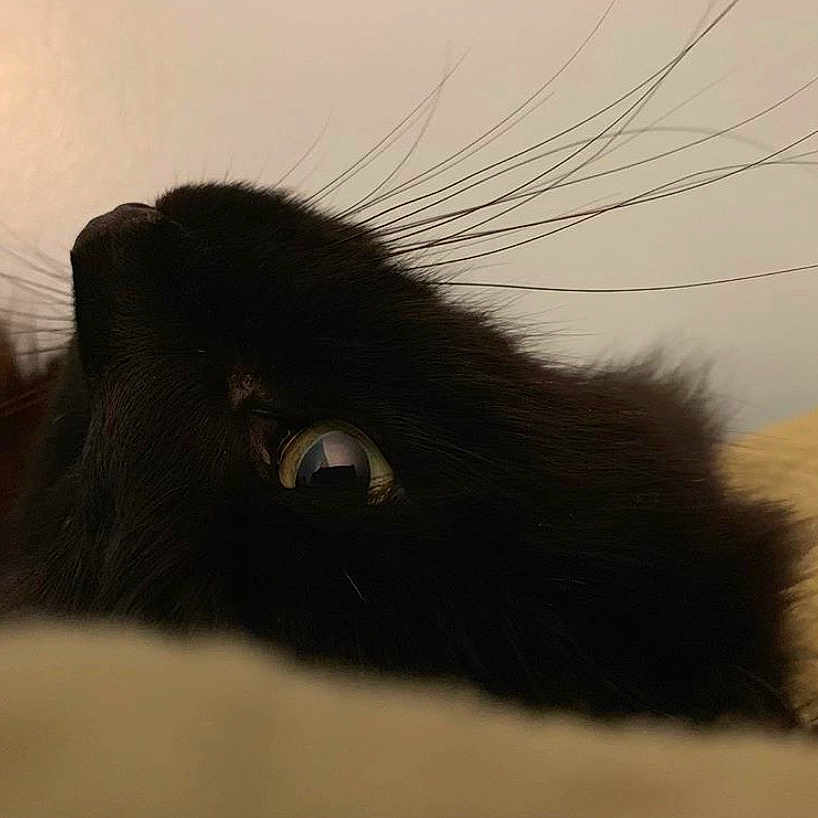 Oliver joined the competition — help win amazing prizes! animal, blackcat, cat, kitten, pet