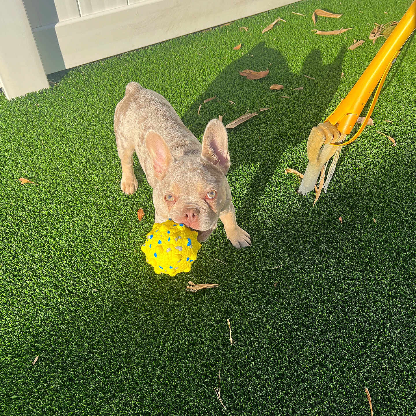 Lila joined the competition — help win amazing prizes! animal, backyard, bulldog, canine, cutlery, dog, field, fork, frenchbulldog, grass, lawn, leaf, nature, outdoors, pet, pig, plant, puppy, summer, yard