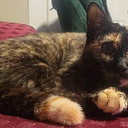 Cashew is registered to the contest to win money with this photo: animal, cat, chair, cozy, domestic, door, ears, feline, fur, indoor, looking, paw, pet, portrait, red_surface, relaxed, resting, texture, tortoiseshell_cat, whiskers