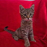 Abyss a rejoint le concours — aidez-le/la à gagner de superbes lots ! kitten, tabby, cat, pet, animal, feline, young, cute, whiskers, ears, fur, sitting, red_blanket, indoor, soft, small, alert, portrait, domestic, adorable
