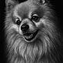 Nougat participe au concours pour gagner de l'argent avec cette photo : dog, pomeranian, fluffy, smiling, portrait, black_and_white, close_up, pet, animal, cute, fur, canine, friendly, adorable, happy, studio, face, muzzle, ears, whiskers