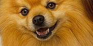 Nougat participe au concours pour gagner de l'argent avec cette photo : dog, pomeranian, fluffy, close_up, portrait, smiling, happy, pet, fur, animal, cute, domestic_animal, face, eyes, nose, mouth, teeth, ears, golden, canine