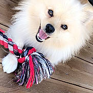 Nougat a rejoint le concours — aidez-le/la à gagner de superbes lots ! dog, fluffy, toy, rope, wooden_deck, playful, happy, pet, canine, outdoor, fur, smiling, bright_eyes, animal, domestic_animal, closeup, cheerful, paw, tongue, fun