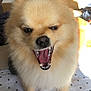 Nougat participe au concours pour gagner de l'argent avec cette photo : dog, pomeranian, fluffy, indoor, pet, animal, mouth_open, teeth, tongue, bed, blanket, polka_dot, cute, fur, small_dog, canine, household, cozy, expression, closeup