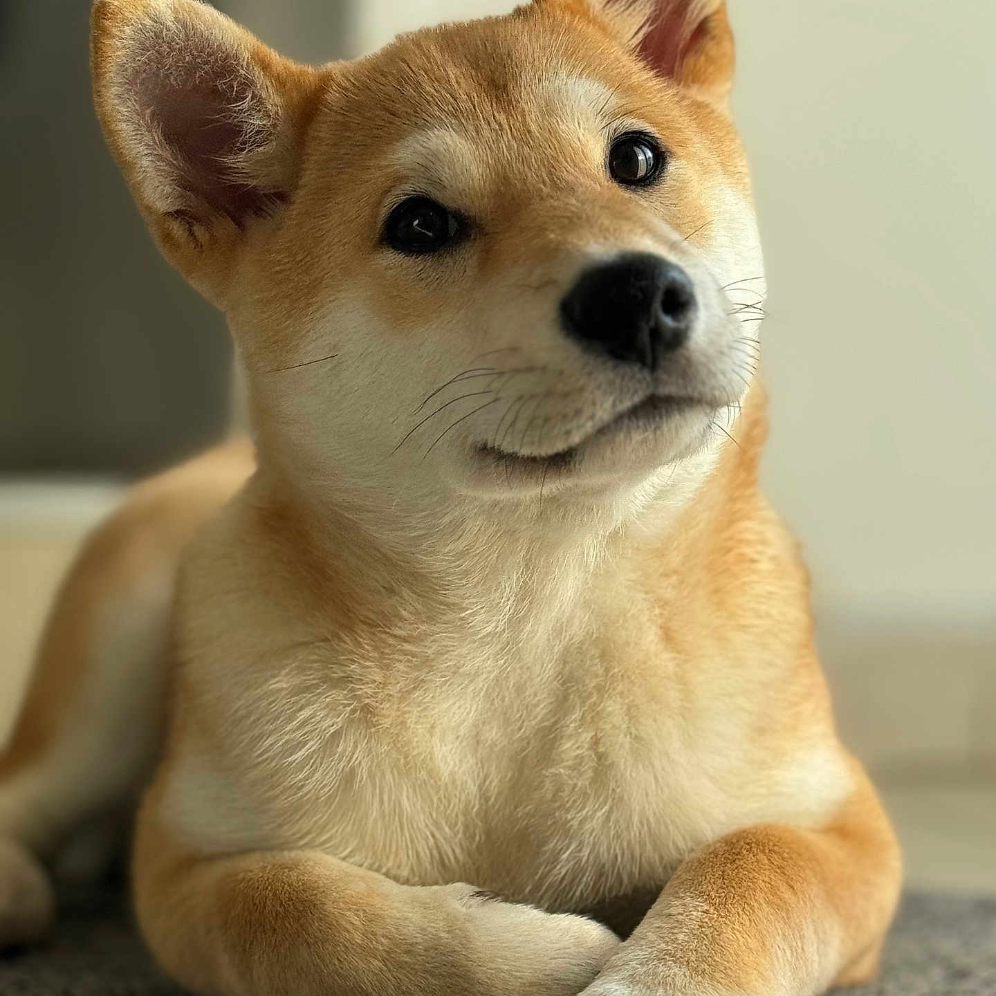 Kyubi