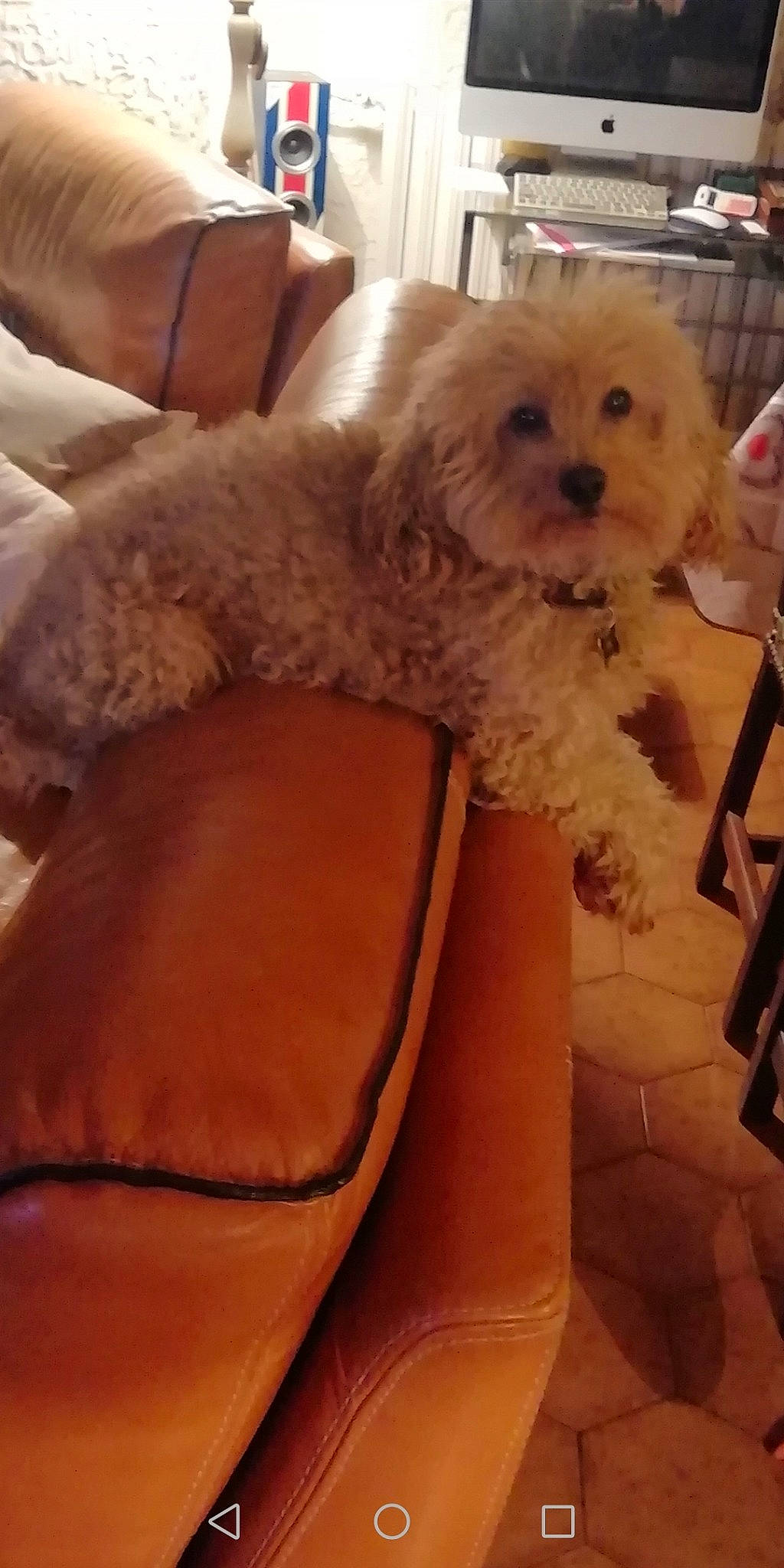 Duesty participe au concours pour gagner de l'argent avec cette photo : bolognese, canidae, carnivore, cavachon, cavapoo, cockapoo, companion_dog, dog, dog_breed, goldendoodle, labradoodle, maltepoo, maltese, mammal, miniature_poodle, poodle, poodle_crossbreed, puppy, schnoodle, toy_poodle