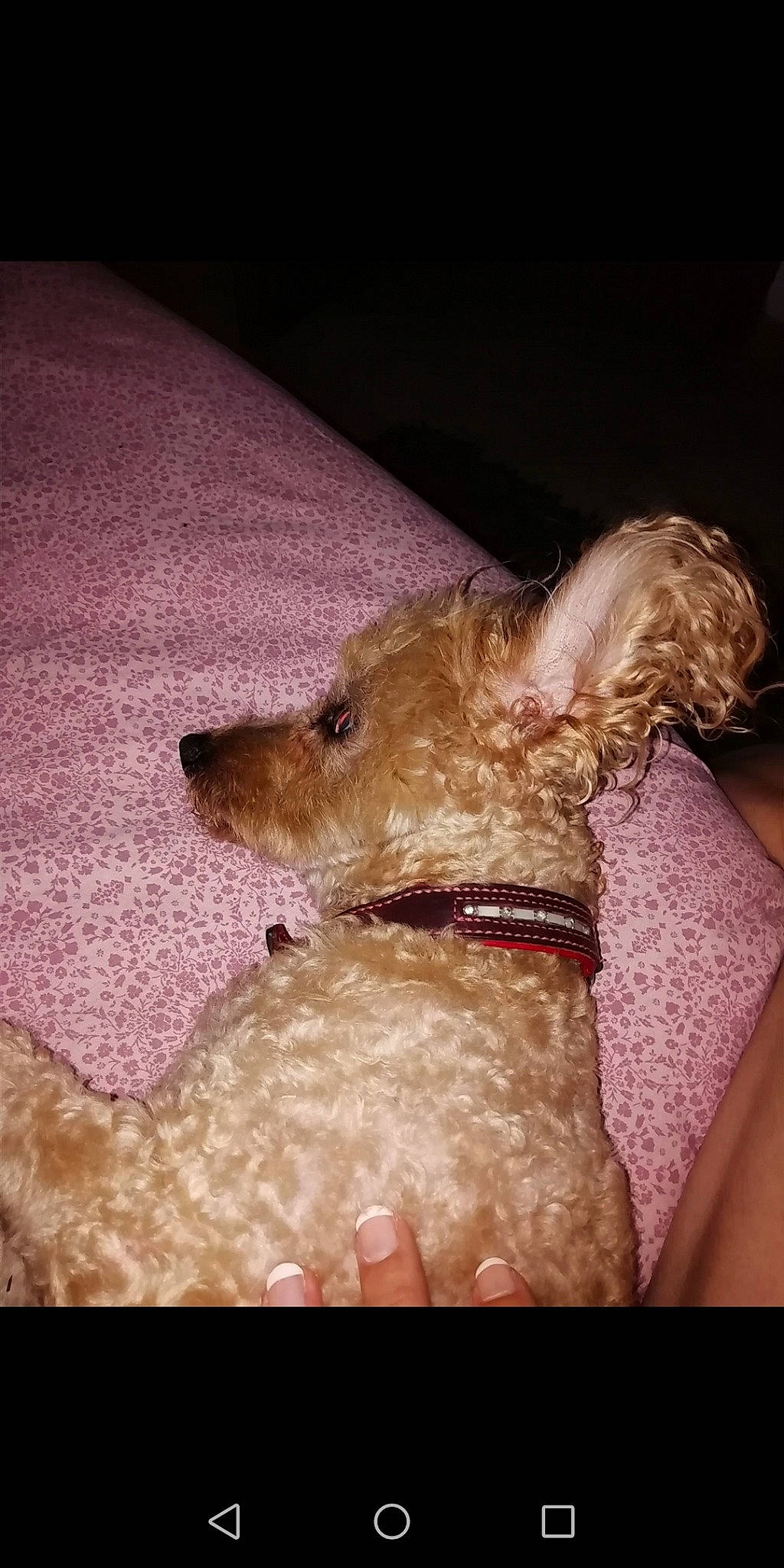 Duesty participe au concours pour gagner de l'argent avec cette photo : australian_terrier, cairn_terrier, canidae, carnivore, companion_dog, dog, dog_breed, fawn, mammal, puppy, snout, terrier, toy_dog, vertebrate, yorkshire_terrier