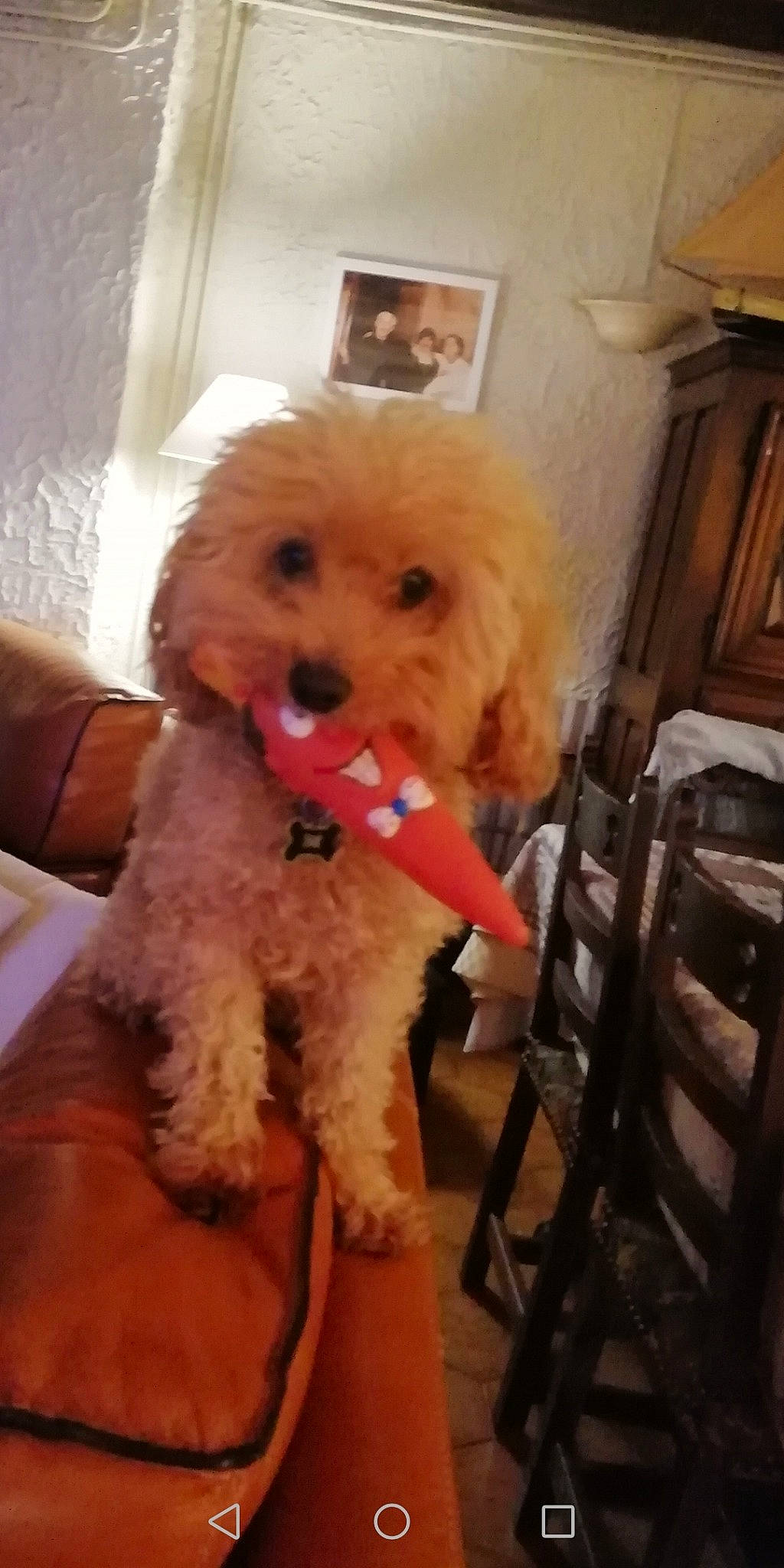 Duesty a rejoint le concours — aidez-le/la à gagner de superbes lots ! canidae, carnivore, cavachon, cavapoo, cockapoo, companion_dog, dog, dog_breed, goldendoodle, maltepoo, maltese, mammal, miniature_poodle, poodle, poodle_crossbreed, puppy, schnoodle, snout, toy_poodle, vertebrate