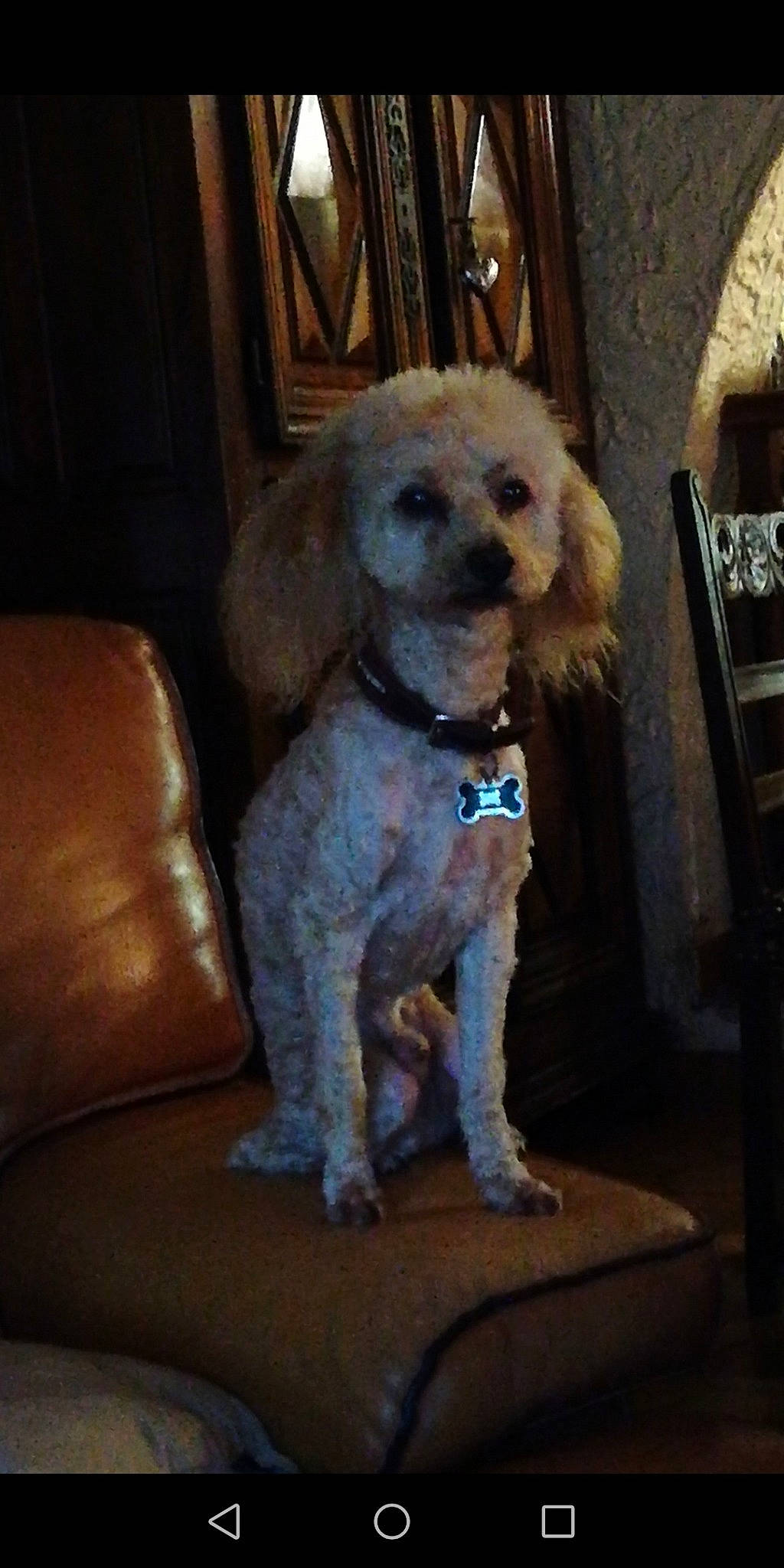 Duesty participe au concours pour gagner de l'argent avec cette photo : canidae, carnivore, cavapoo, cockapoo, companion_dog, dog, dog_breed, labradoodle, maltepoo, mammal, miniature_poodle, non_sporting_group, poodle, poodle_crossbreed, puppy, snout, sporting_group, toy_dog, toy_poodle, vertebrate