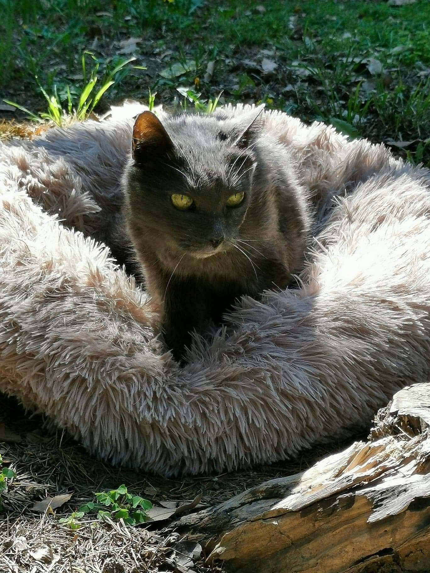 Plume a rejoint le concours — aidez-le/la à gagner de superbes lots ! british_semi_longhair, carnivore, cat, claw, domestic_short_haired_cat, fawn, felidae, fur, grass, mammal, nebelung, selkirk_rex, small_to_medium_sized_cats, snout, terrestrial_animal, whiskers, wild_cat, wildlife