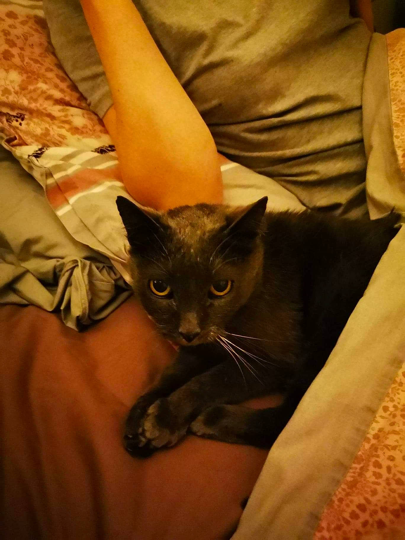 Plume a rejoint le concours — aidez-le/la à gagner de superbes lots ! asian, burmese, carnivore, cat, claw, fawn, felidae, german_rex, kitten, mammal, small_to_medium_sized_cats, snout, whiskers