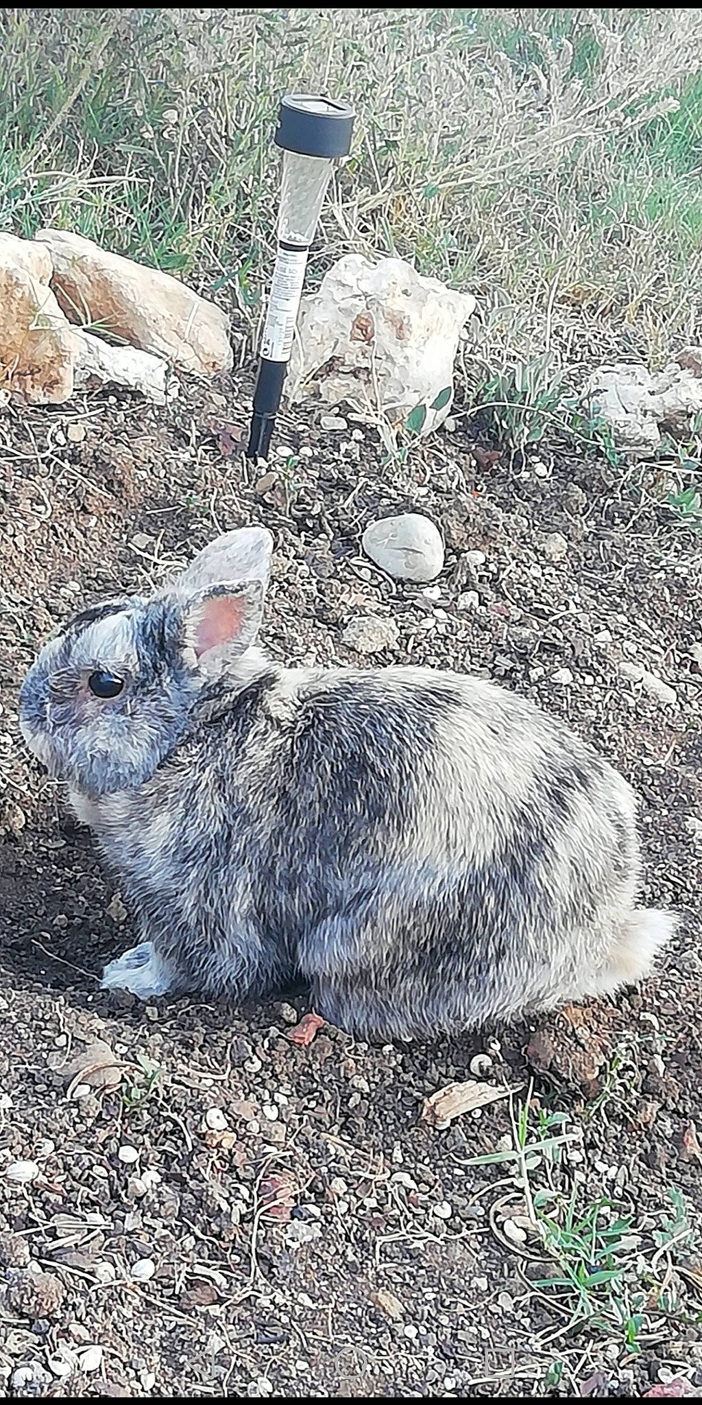 Pinou participe au concours pour gagner de l'argent avec cette photo : audubons_cottontail, domestic_rabbit, hare, mountain_cottontail, rabbit, rabbits_and_hares, wood_rabbit
