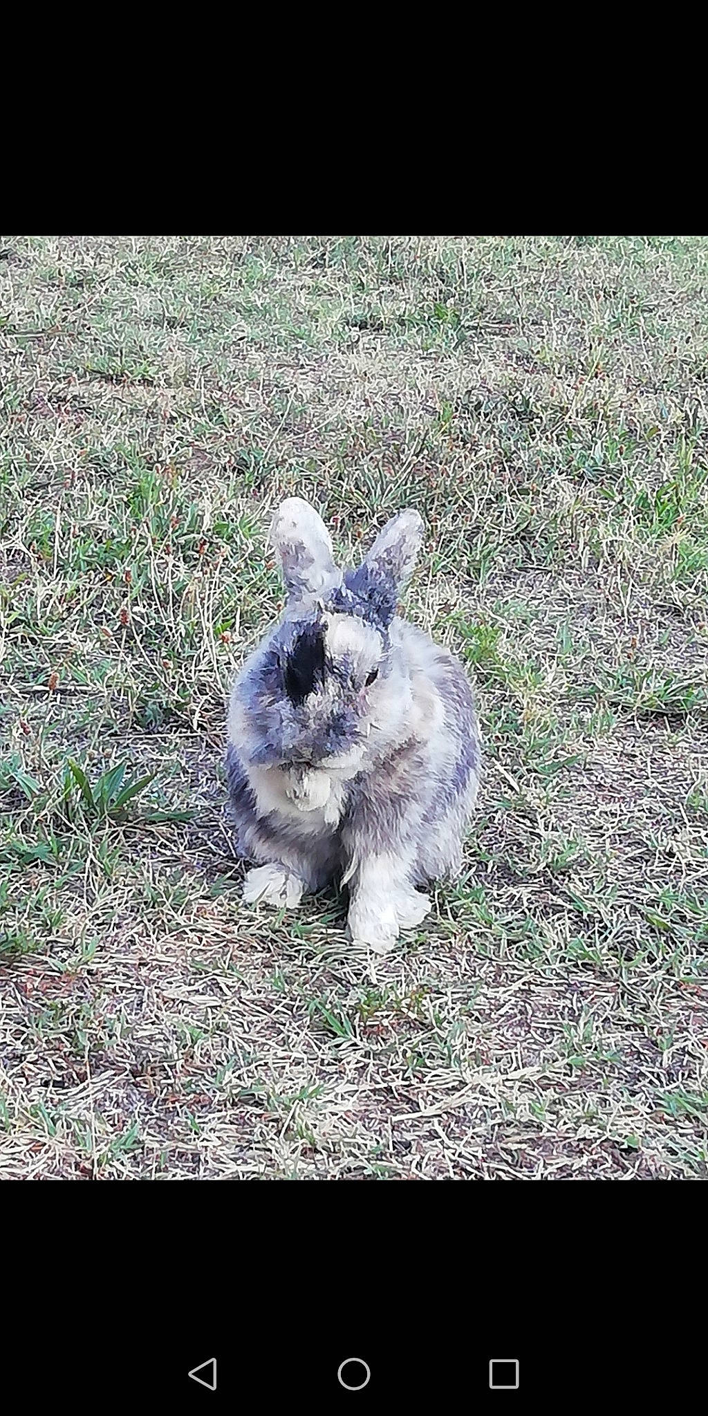Pinou participe au concours pour gagner de l'argent avec cette photo : canidae, dog_breed, domestic_rabbit, ear, fawn, grass, hare, mammal, rabbit, rabbits_and_hares, vertebrate, wood_rabbit