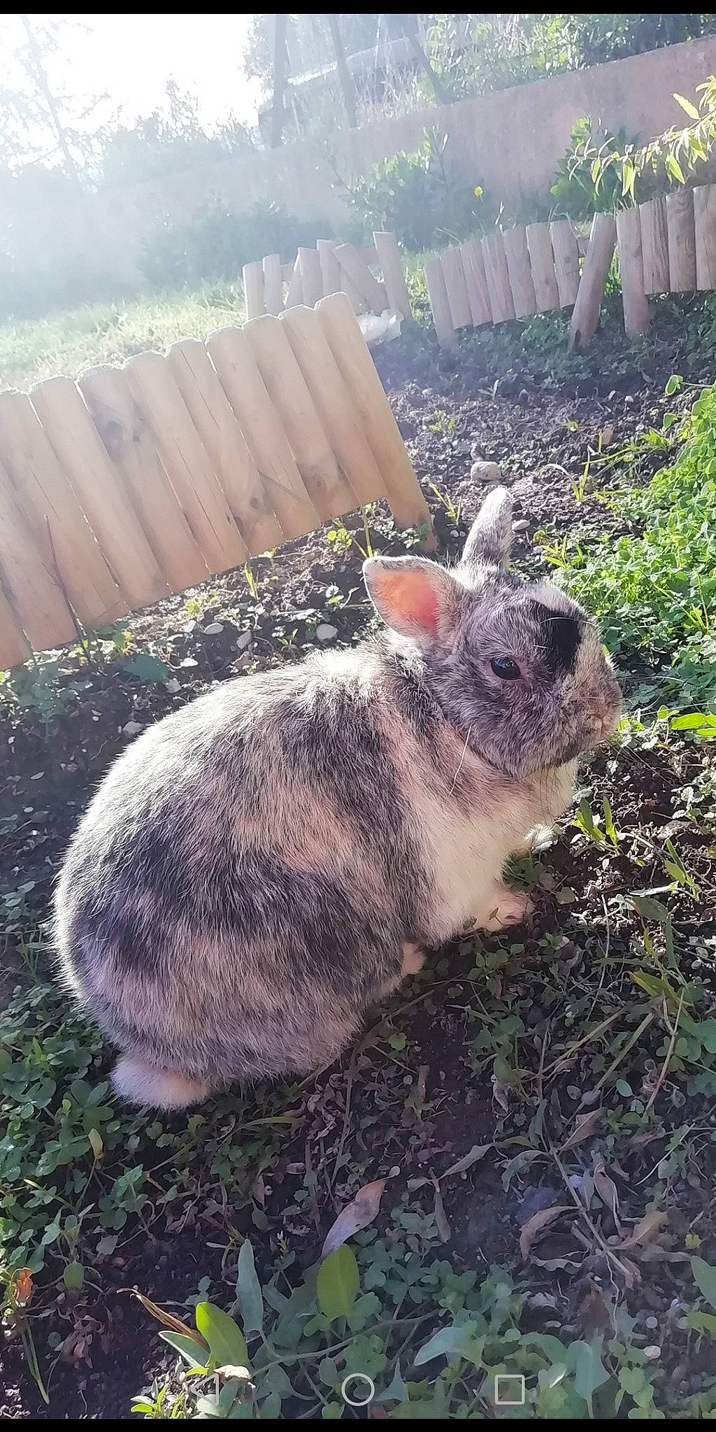 Pinou participe au concours pour gagner de l'argent avec cette photo : domestic_rabbit, ear, fawn, grass, hare, plant, rabbit, rabbits_and_hares, skin, sky, snout, wildlife, wood_rabbit