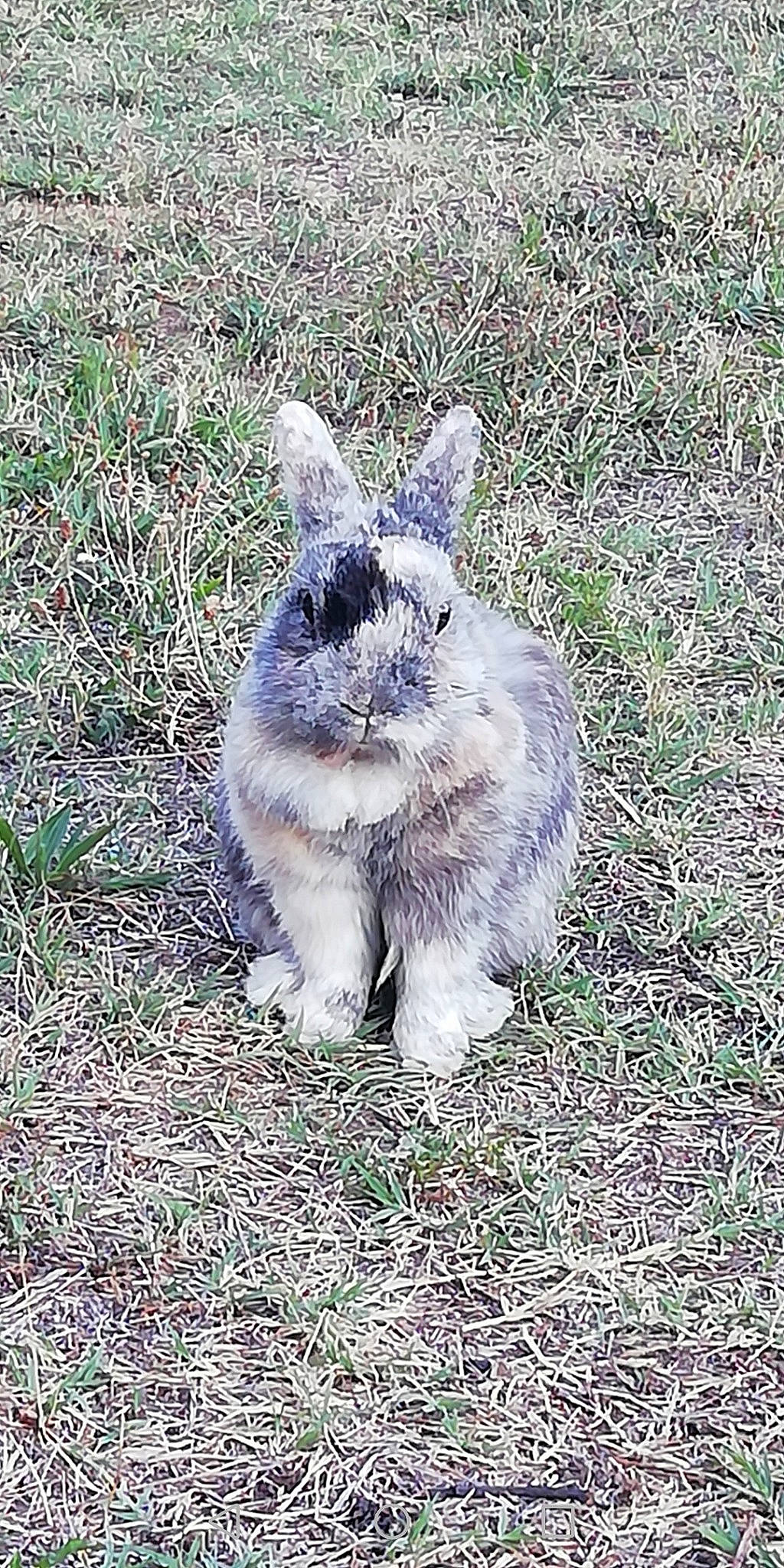 Pinou participe au concours pour gagner de l'argent avec cette photo : domestic_rabbit, fawn, grass, hare, plant, rabbit, rabbits_and_hares, snout, whiskers, wildlife, wood_rabbit