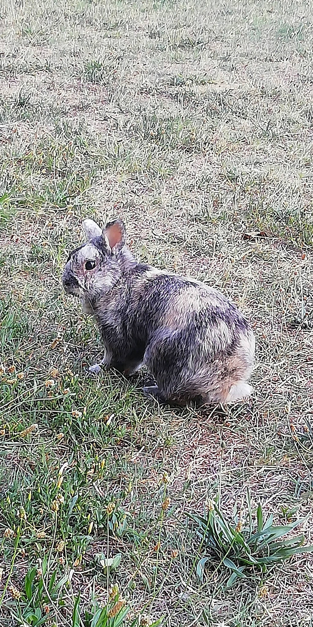 Pinou a rejoint le concours — aidez-le/la à gagner de superbes lots ! domestic_rabbit, grass, rabbit, rabbits_and_hares