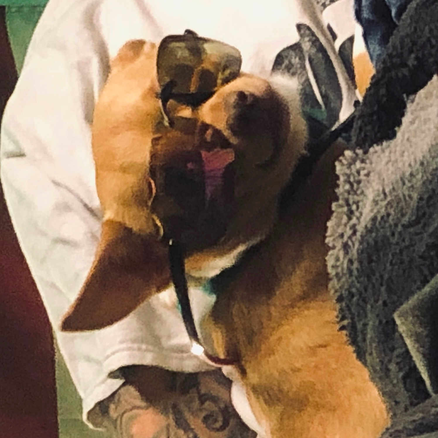 Tiny Do joined the competition — help win amazing prizes! accessory, arm, brown_dog, casual, clothing, companion, cool, dog, fashion, fur, human, indoors, laid_back, pet, portrait, relaxed, resting, sunglasses, tattoo, white_shirt