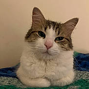 Lulu joined the competition — help win amazing prizes! animal, blanket, cat, closeup, cozy, cute, domestic_cat, ears, eyes, feline, fur, indoor, knitted, nose, pet, portrait, resting, tabby, whiskers, white_fur