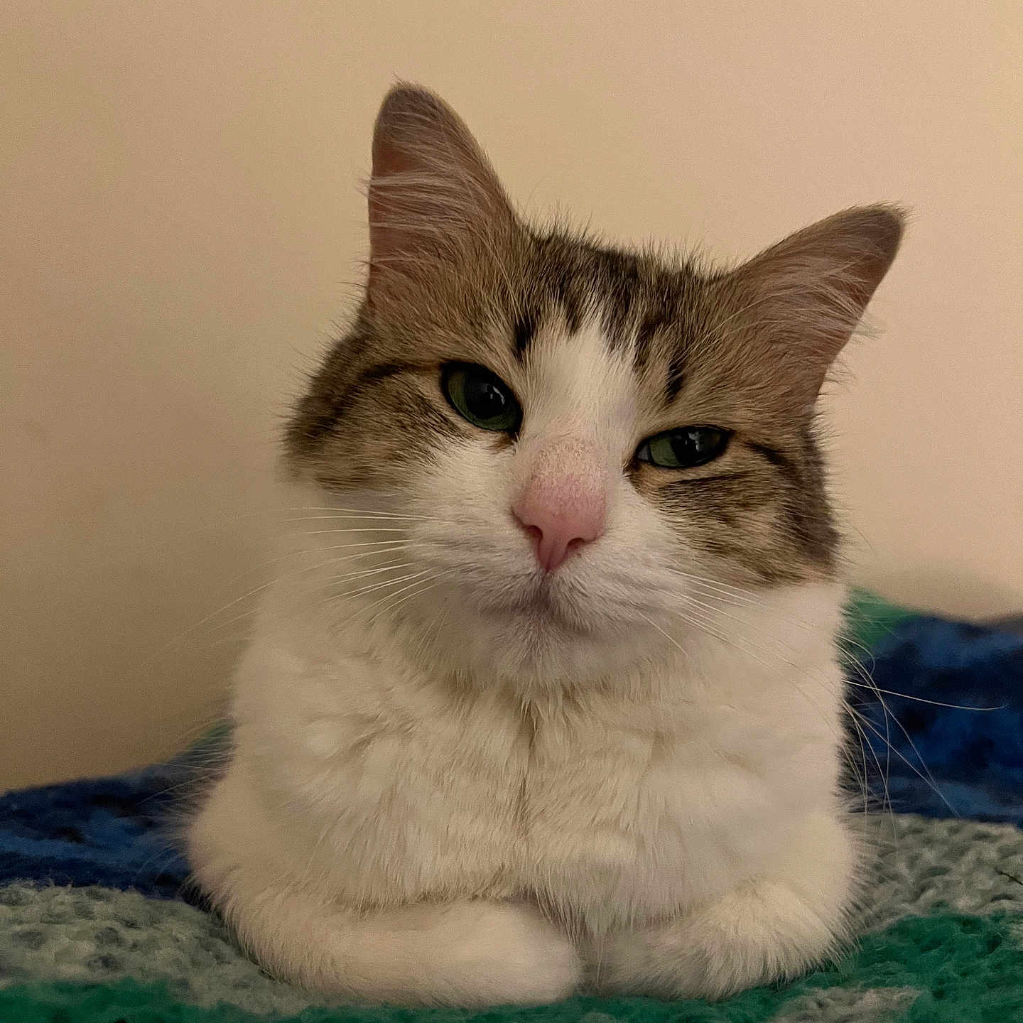 Lulu joined the competition — help win amazing prizes! animal, blanket, cat, closeup, cozy, cute, domestic_cat, ears, eyes, feline, fur, indoor, knitted, nose, pet, portrait, resting, tabby, whiskers, white_fur