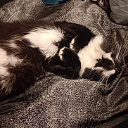 Mr Boopenfloots joined the competition — help win amazing prizes! cat, black_and_white, sleeping, fur, whiskers, blanket, clothing, cozy, indoor, pet, feline, relaxed, curled_up, soft, resting, domestic_animal, cute, warm, texture, napping