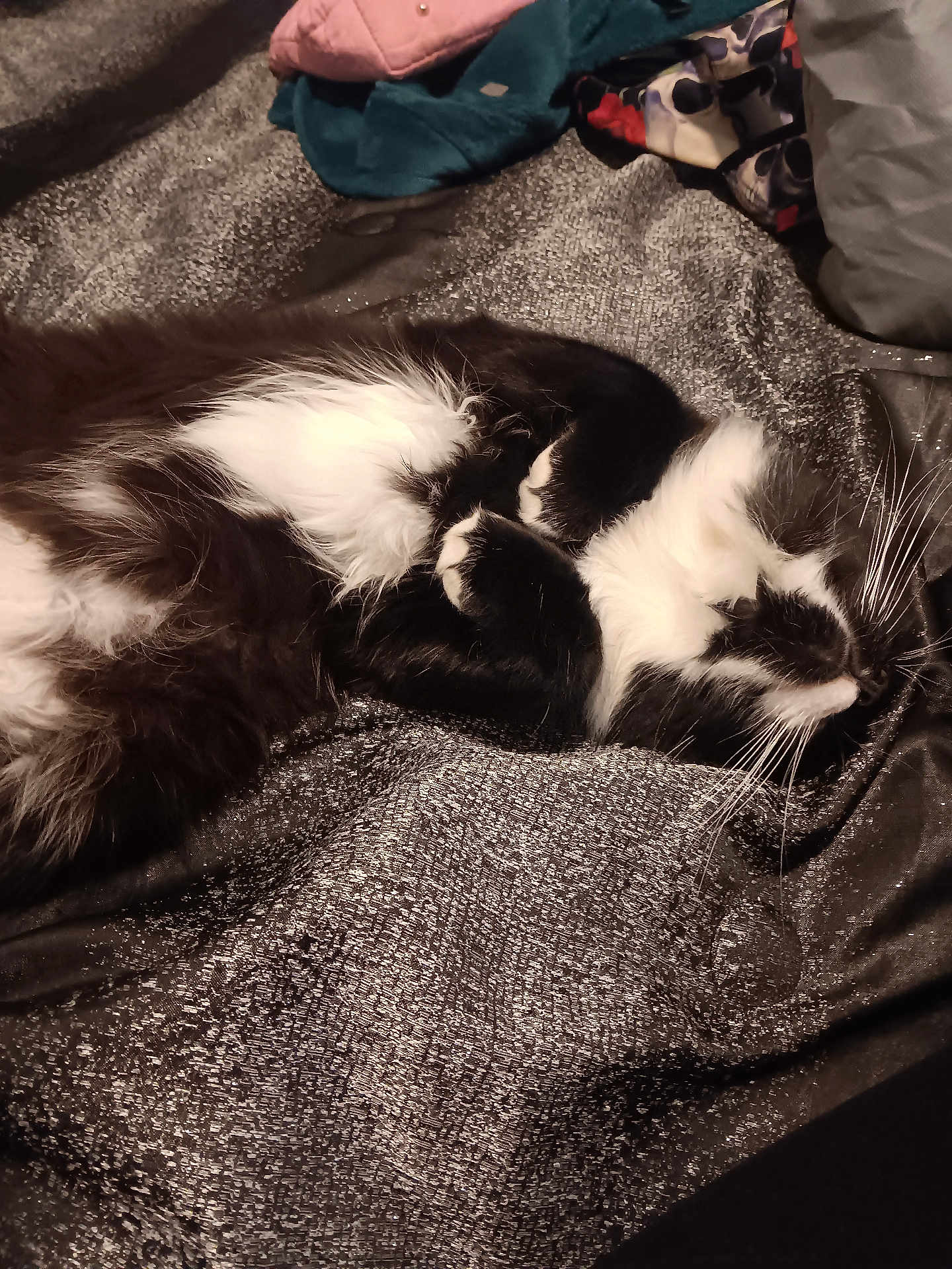 Mr Boopenfloots joined the competition — help win amazing prizes! cat, black_and_white, sleeping, fur, whiskers, blanket, clothing, cozy, indoor, pet, feline, relaxed, curled_up, soft, resting, domestic_animal, cute, warm, texture, napping