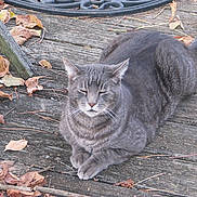 Bobcat joined the competition — help win amazing prizes! cat, gray_tabby, animal, pet, outdoor, wooden_deck, autumn, leaves, nature, relaxed, feline, fur, whiskers, tail, resting, daylight, closeup, quiet, calm, peaceful