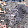 cat, gray_tabby, animal, pet, outdoor, wooden_deck, autumn, leaves, nature, relaxed, feline, fur, whiskers, tail, resting, daylight, closeup, quiet, calm, peaceful