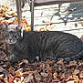 cat, gray_tabby, autumn_leaves, outdoor, sunlight, wooden_deck, animal, pet, relaxed, feline, nature, fall, leaf_litter, quiet, resting, whiskers, tail, ears, closeup, shadows