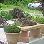 cat, bench, garden, plant, pot, greenery, stone, outdoor, nature, foliage, shrub, tree, flower, relaxing, animal, gray_cat, daylight, peaceful, resting, summer