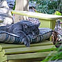 cat, gray_cat, sleeping, chair, cushion, outdoor, garden, plant, flower, wood, relaxation, pet, nature, sunlight, greenery, peaceful, resting, feline, cozy, comfort