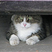 Jahosacat Joey is registered to the contest to win money with this photo: alert, animal, cat, closeup, concrete, curious, feline, fur, green_eyes, hidden, outdoor, paws, pet, portrait, resting, tabby, underneath, whiskers, white_fur, wood