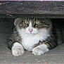 alert, animal, cat, closeup, concrete, curious, feline, fur, green_eyes, hidden, outdoor, paws, pet, portrait, resting, tabby, underneath, whiskers, white_fur, wood