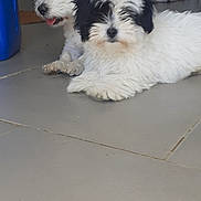 Tango participe au concours pour gagner de l'argent avec cette photo : adorable, animal, black, companion, cute, dog, domestic, floor, fluffy, indoor, lying_down, pet, playful, puppy, relaxed, small_dog, tile, two_dogs, white, young