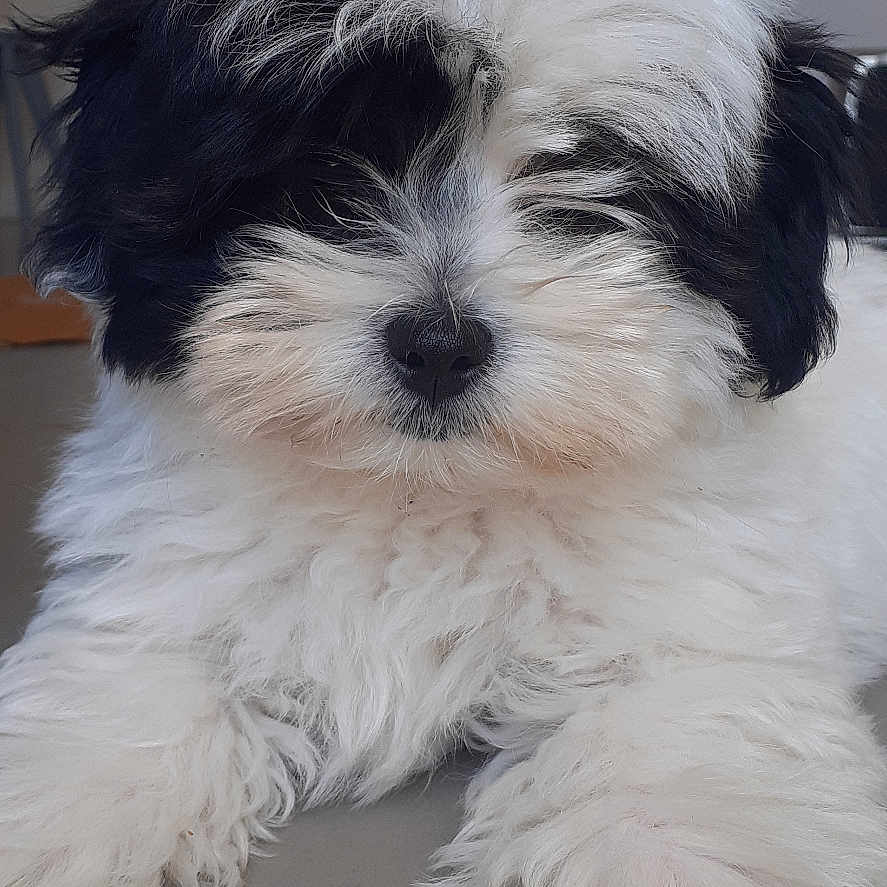 Tango