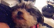 Tango a rejoint le concours — aidez-le/la à gagner de superbes lots ! black, blurry, chair, closeup, collar, companion, computer, dog, domestic_animal, fluffy, fur, furniture, indoor, keyboard, overexposed, pet, pink, resting, small_dog, white