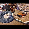 Maee participe au concours pour gagner de l'argent avec cette photo : animal, bed, brick_wall, carpet, comfortable, companion, cozy, cute, cute_pet, dog, domestic, fluffy_bed, furniture, home_decor, indoor, orange_sweater, pet, relaxing, resting, small_dog