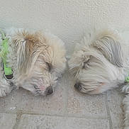 Maee participe au concours pour gagner de l'argent avec cette photo : dog, sleeping, two_dogs, white_fur, fluffy, collar, neon_green, floor, tile, resting, pet, animal, side_view, closeup, indoor, quiet, peaceful, cute, fur, companion