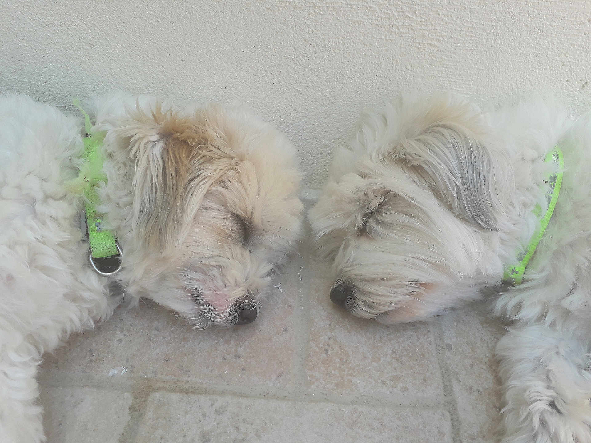 Maee participe au concours pour gagner de l'argent avec cette photo : dog, sleeping, two_dogs, white_fur, fluffy, collar, neon_green, floor, tile, resting, pet, animal, side_view, closeup, indoor, quiet, peaceful, cute, fur, companion