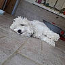 dog, white_dog, fluffy, lying_down, floor, tile_floor, indoor, relaxed, pet, animal, potted_plant, mirror, wall, resting, cozy, house, domestic, fur, cute, companion