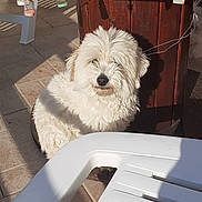 Maee participe au concours pour gagner de l'argent avec cette photo : animal, daylight, decor, dog, flower_pot, fluffy, furniture, garden, outdoor, pet, plastic_chair, relaxing, shadow, sitting, small_dog, string_lights, sunlight, tile_floor, white_dog, wooden_table