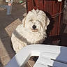 dog, white_dog, fluffy, outdoor, sunlight, wooden_table, flower_pot, string_lights, plastic_chair, shadow, tile_floor, pet, relaxing, daylight, garden, decor, furniture, animal, small_dog, sitting