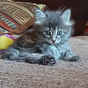 Plume a rejoint le concours — aidez-le/la à gagner de superbes lots ! asian, asian_semi_longhair, british_longhair, british_semi_longhair, carnivore, cat, domestic_long_haired_cat, domestic_short_haired_cat, felidae, kitten, maine_coon, mammal, nebelung, norwegian_forest_cat, pixie_bob, ragamuffin, siberian, small_to_medium_sized_cats, vertebrate, whiskers