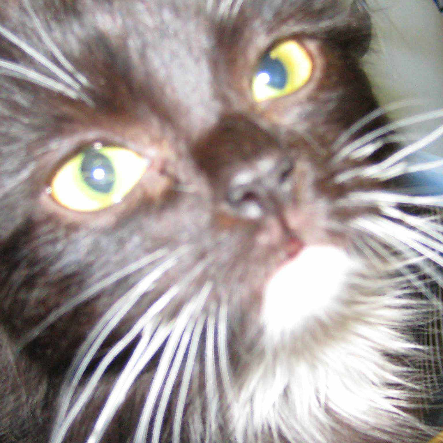 Jasper joined the competition — help win amazing prizes!