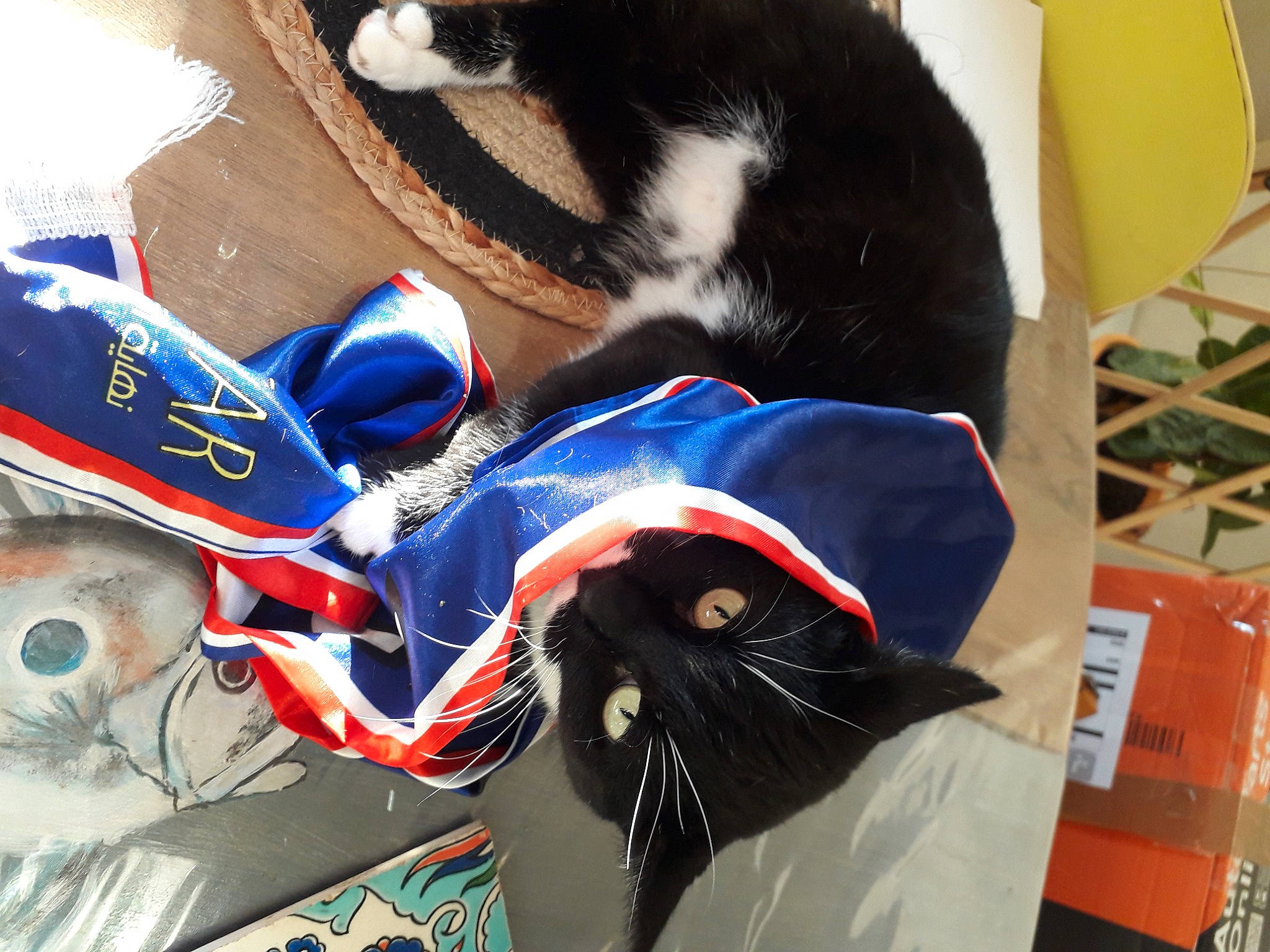 Moustacha participe au concours pour gagner de l'argent avec cette photo : art, athletic_shoe, bag, carmine, carnivore, cat, collar, companion_dog, domestic_short_haired_cat, electric_blue, eyewear, felidae, fur, personal_protective_equipment, small_to_medium_sized_cats, snout, sportswear, tail, visual_arts, whiskers